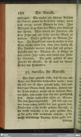 35. Narcissus, die Narcisse