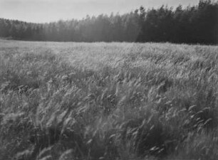 Grasfläche : Grasfläche im südafrikanischen Tafelland