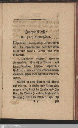 Zweyte Klasse: mit zwey Staubfäden