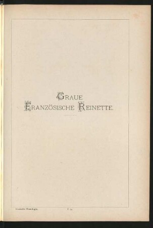 I. 34. Graue Französische Reinette