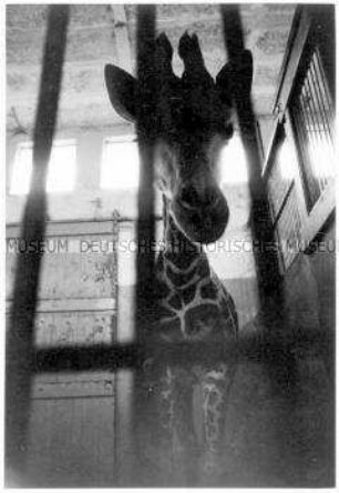 Giraffe in ihrem Stall (Altersgruppe 18-21)