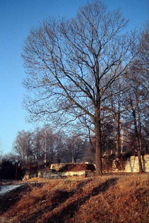 großer Baum vor dem Friedhofseingang, Friedhofsmauer