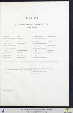 Tafel XXII. C. Skelet des gebeugten Beines.