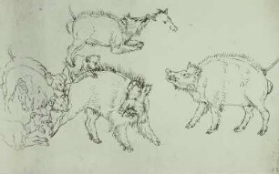 Wildschweine und Hunde