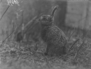 Feldhase : Feldhase (Lepus europaeus), Jungtier.