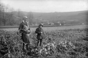 Rübenernte auf dem Sander-Feld
