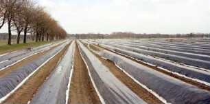 Spargel unter Folie, Feld bei Gollmitz bei Calau