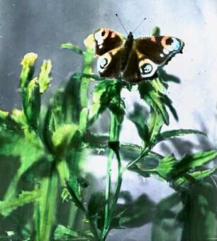Insekten. Tagpfauenauge (Inachis io)