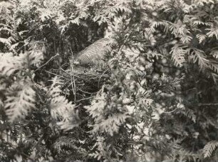 Europa. Kuckuck (Cuculus canorus). Flügger Jungvogel im Nest der Zaungrasmücke