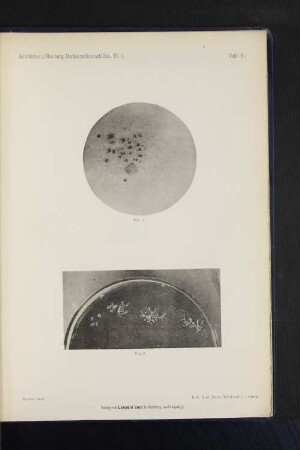 Jahrbücher d. Hamburg. Staatskrankenanstalten. VI. 2. Tafel VI.