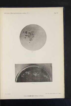 Jahrbücher d. Hamburg. Staatskrankenanstalten. VI. 2. Tafel VI.