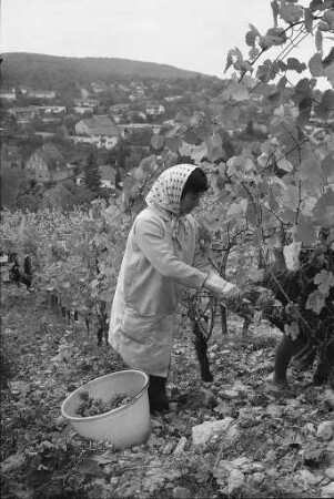 Staatliche Rebveredelungsanstalt Durlach Weinlese in den Weinberghängen am Turmberg