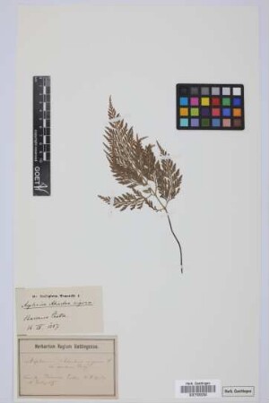 Asplenium adiantum-nigrum adiantum-nigrum L.