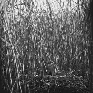 Rohrdommel : Rohrdommel (Botaurus stellaris) auf dem Nest