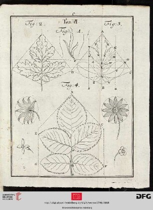 Tab. VI [Div. Blatt- und Blumenformen (Schemata)]