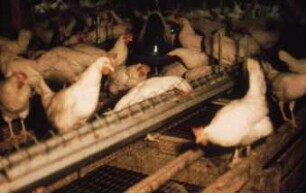 Fotografie: Tierproduktionsverfahren, Stallsystem, Legehenne, Fütterungstechnik