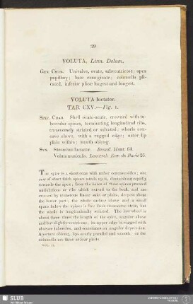 Voluta luctator. Tab. CXV. --- Fig. 1