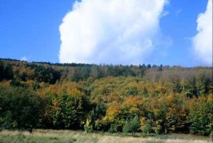 Herbstlicher Mischwald