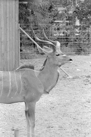 Südwestafrikanischer Kudu-Antilope im Karlsruher Zoo.