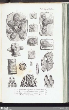 T. Crétacés, Pl. 782
