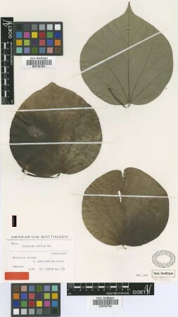 Paritium elatum (Sw.) G.Don var. Griseb. macrocarpum[syntype]