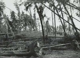 Moritzburg-Radeberger Platte: Massenei bei Arnsdorf. Starke Sturmschäden im Kiefern- und Fichtenstangenbestand 4.VII.1929
