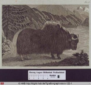 Stehendes zentralasiatisches Rind (Yak).