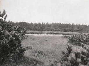 Erzgebirge. Großer Kranichsee (Velké jeřábí jezero; Hochmoor). Quellteich der Wiltzsch