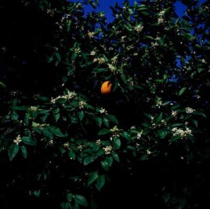 Orangenbäume in Blüte bei Arta