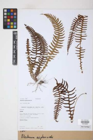 Blechnum asplenioides Sw.