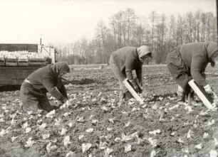 Gartenarbeit in Burg-Kauper, Salatpflanzung : Land- und Viehwirtschaft - Gemüsehandel (Gärtnerei). Ort: Kuparske Bórkowy / Burg-Kauper. Salatpflanzung