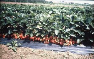 Fotografie: Obstbau, Erntetechnik, Erdbeeren