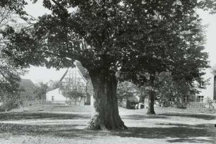 Döben, Grimma. Alte Linde auf dem Dorfplatz