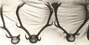 Unregelmäßige Geweihbildung eines Hirsches : Geweihformen. Unregelmäßige Geweihbildung eines Hirsches. Tharandt: Sammlung der forstlichen Hochschule