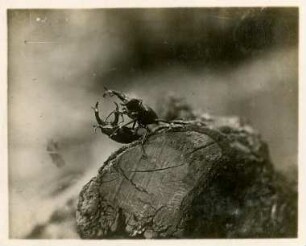 Kämpfende Hirschkäfer : Hermannstadt/Siebenbürgen, Kämpfende Hirschkäfer (Lucanus cervus)