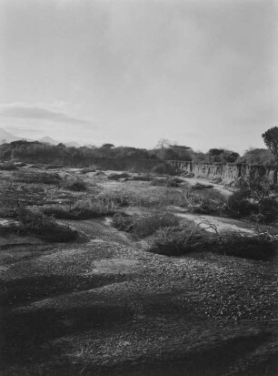 Savanne : Vegetation einer Savannenlandschaft in Tansania