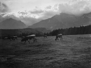 Bergweide : Eine Bergwiese mit weidenden Kühen und der bergigen Landschaft im Hintergrund.