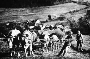 Fotografie: Transport, Transportgerät, Zweiachsanhänger, Festmist, Zugtieranspannung