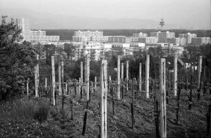 Freiburg, Lehen: Hochhäuser von Landwasser, Vordergrund Weinberg