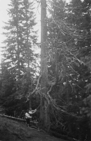 Natürliche Waldzerstörung : Blick auf umgestürzte Bäume in den Schlierseer Bergen
