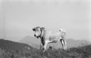 Kuh : Eine Kuh auf einer Bergweide.