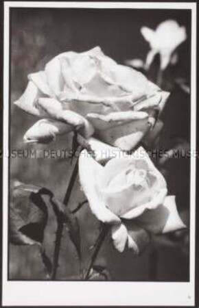 Rose (Altersgruppe 18-21)