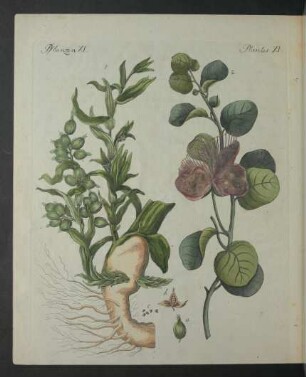 Tafel: Pflanzen. XI.