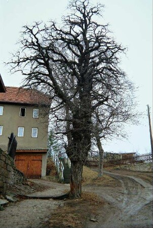 Baum, dahinter ehemalige Schule, jetzt Wohnhaus