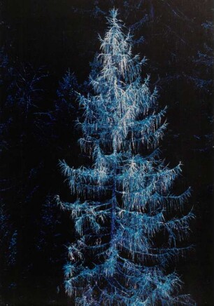 Ein sterbender Baum (Lärche), experimentell