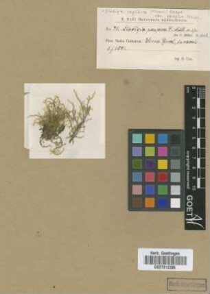 Lindigia capillacea (Hornsch.) Hampe var. paupera M.Fleisch.