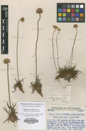 Armeria maritima (Mill.) Willd. var. halleri (Wallr.) Mansf.