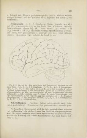 Großhirn von der linken Seite