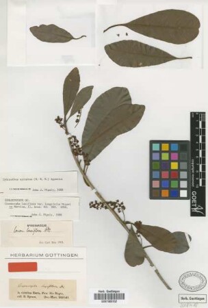 Conomorpha laxiflora (Mart.) A.DC.