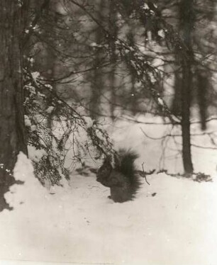 Eichhörnchen (Sciurus vulgaris), im Schnee im Boden